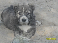 Продам щенков средне азиадской авчарки(Алабай - Изображение #4, Объявление #639814