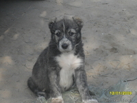 Продам щенков средне азиадской авчарки(Алабай - Изображение #5, Объявление #639814