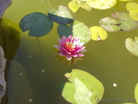 лилии для пруда - Изображение #1, Объявление #650179