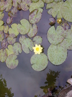 лилии для пруда - Изображение #2, Объявление #650179