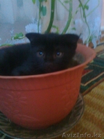 Милые котятки для достойных хозяев!!! - Изображение #2, Объявление #730744