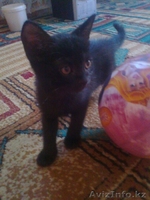 Милые котятки для достойных хозяев!!! - Изображение #1, Объявление #730744