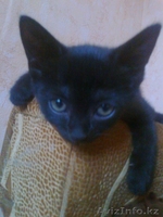 Милые котятки для достойных хозяев!!! - Изображение #3, Объявление #730744