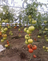 Действующая теплица S-600 м2 - Изображение #1, Объявление #813708