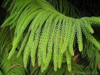 Цветы для  гармонии в офисе и в доме - Изображение #2, Объявление #966956