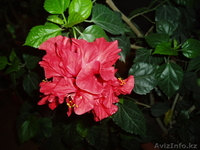 Цветы для  гармонии в офисе и в доме - Изображение #1, Объявление #966956