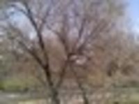 Продажа дома в Турар Рускулов (на берегу реки Арысь) - Изображение #1, Объявление #1096769