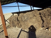 Раушан, 19710313@mail.ru. 8-771-805-66-44 - Изображение #1, Объявление #1089719