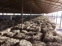 Раушан, 19710313@mail.ru. 8-771-805-66-44 - Изображение #2, Объявление #1089719