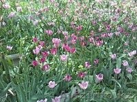 луковицы тюльпанов... - Изображение #2, Объявление #1137820