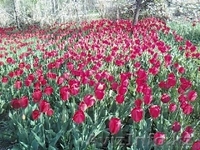 луковицы тюльпанов... - Изображение #1, Объявление #1137820
