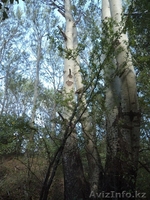 Продам земельные участки вблизи заповедной зоны ЮКО  - Изображение #6, Объявление #1143511