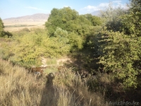 Продам земельные участки вблизи заповедной зоны ЮКО  - Изображение #5, Объявление #1143511