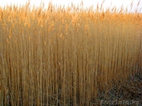 Продам! Дикий, природный камыш. Отличного качества. Для строительства. - Изображение #2, Объявление #1214562