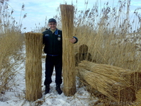 Продам! Дикий, природный камыш. Отличного качества. Для строительства. - Изображение #1, Объявление #1214562