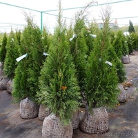 Туя, Можжевельник. Саженцы - Изображение #2, Объявление #1215465