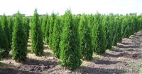Туя, Можжевельник. Саженцы - Изображение #1, Объявление #1215465