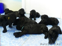 Элитные щенки ризеншнауцера - Изображение #5, Объявление #1256615