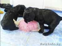 Элитные щенки ризеншнауцера - Изображение #6, Объявление #1256615