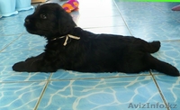 Элитные щенки ризеншнауцера - Изображение #3, Объявление #1256615