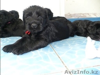 Элитные щенки ризеншнауцера - Изображение #7, Объявление #1256615