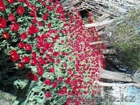 тюльпаны луковицы - Изображение #1, Объявление #1308593