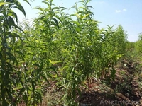 Продаются саженцы всех видов. Оптом и в розницу. Тел +7 705 864 31 11  - Изображение #2, Объявление #1542073