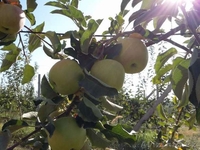 продаются саженцы - Изображение #3, Объявление #1542066