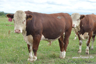 ТОО "Казмоторс" производство лучшего комбикорма в гранулах в ЮКО - Изображение #2, Объявление #1543957