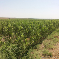 продаются саженцы - Изображение #5, Объявление #1542066