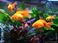 ТОО "Казмоторс" производство лучшего комбикорма в гранулах в ЮКО - Изображение #5, Объявление #1543957