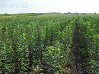 Продаются саженцы всех видов. Оптом и в розницу. Тел +7 705 864 31 11  - Изображение #4, Объявление #1542073