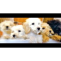 Щенки  пуделя  - Изображение #1, Объявление #1730478