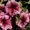 продаю цветы Петунии #189444