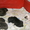 Питбультерьеры щенки - Изображение #2, Объявление #342976