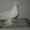 Продам голубей  - Изображение #5, Объявление #456802