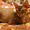 Кошечка Донской Сфинкс - Изображение #1, Объявление #560315