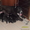 Продам щенков средне азиадской авчарки(Алабай - Изображение #6, Объявление #639814
