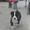 Продам щенков средне азиадской авчарки(Алабай - Изображение #3, Объявление #639814