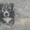 Продам щенков средне азиадской авчарки(Алабай - Изображение #4, Объявление #639814