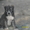 Продам щенков средне азиадской авчарки(Алабай - Изображение #5, Объявление #639814
