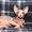 Котята канадского сфинкса  GHJLFV - Изображение #2, Объявление #742073