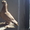 Продажа голубей узбекской парды тел 87058693887 - Изображение #1, Объявление #892459