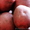 Продажа семянного картофеля,  сорт Розара,  оптом! #1228267