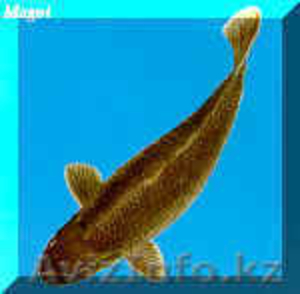Продажа аквариумных рыб (карп кои) - Изображение #1, Объявление #239093