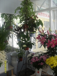 цветочный магазин Гулдер - Изображение #2, Объявление #370185