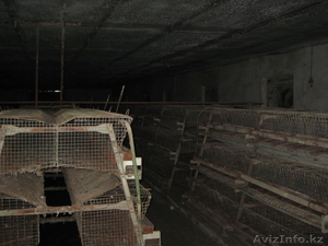 Продам птицевоческое хозяйство 