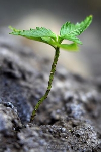 Продажа seLitry