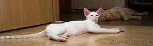Сиамской котенок питомника Амулет  - Изображение #1, Объявление #959138