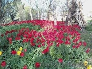 луковицы тюльпанов... - Изображение #3, Объявление #1137820